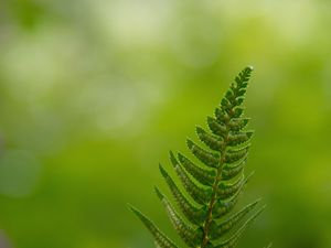 Preview wallpaper fern, leaves, drops, macro, blur