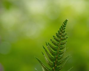 Preview wallpaper fern, leaves, drops, macro, blur