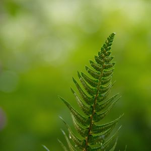 Preview wallpaper fern, leaves, drops, macro, blur