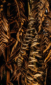 Preview wallpaper fern, leaves, dry, brown, macro