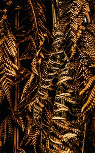 Preview wallpaper fern, leaves, dry, brown, macro