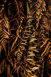 Preview wallpaper fern, leaves, dry, brown, macro