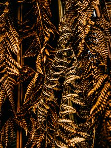 Preview wallpaper fern, leaves, dry, brown, macro