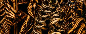 Preview wallpaper fern, leaves, dry, brown, macro