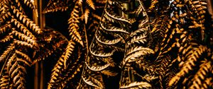 Preview wallpaper fern, leaves, dry, brown, macro