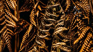 Preview wallpaper fern, leaves, dry, brown, macro