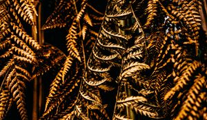 Preview wallpaper fern, leaves, dry, brown, macro