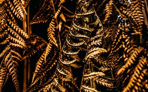 Preview wallpaper fern, leaves, dry, brown, macro