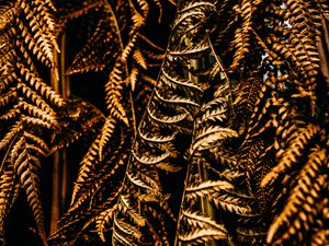 Preview wallpaper fern, leaves, dry, brown, macro