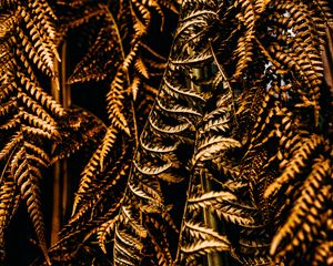 Preview wallpaper fern, leaves, dry, brown, macro