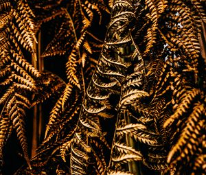 Preview wallpaper fern, leaves, dry, brown, macro