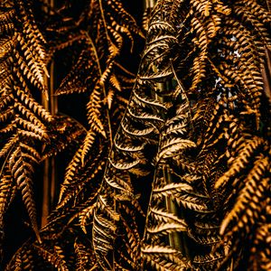 Preview wallpaper fern, leaves, dry, brown, macro