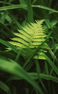 Preview wallpaper fern, leaves, grass, plants, green, dew