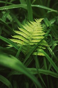 Preview wallpaper fern, leaves, grass, plants, green, dew