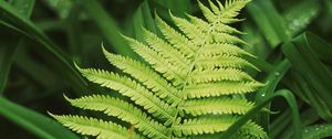 Preview wallpaper fern, leaves, grass, plants, green, dew