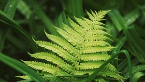 Preview wallpaper fern, leaves, grass, plants, green, dew