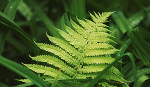 Preview wallpaper fern, leaves, grass, plants, green, dew