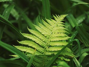 Preview wallpaper fern, leaves, grass, plants, green, dew