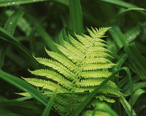 Preview wallpaper fern, leaves, grass, plants, green, dew