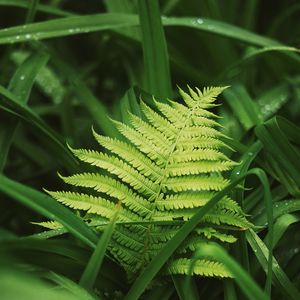 Preview wallpaper fern, leaves, grass, plants, green, dew