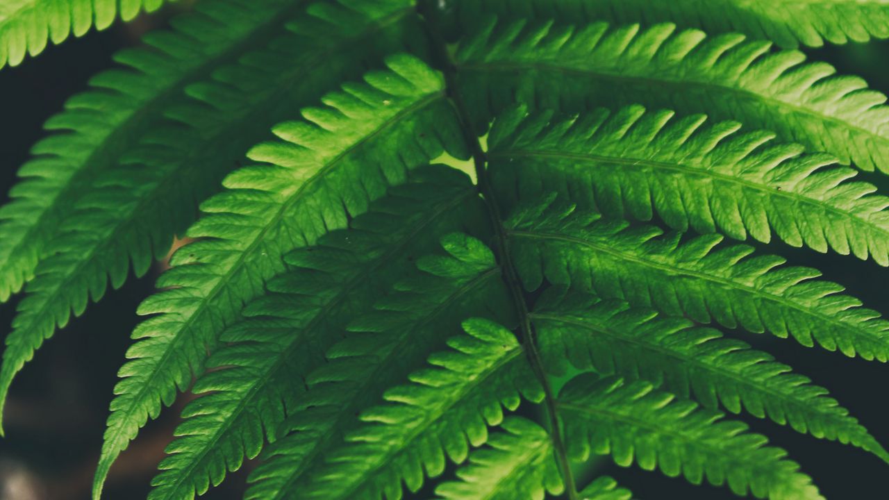 Wallpaper fern, leaves, green, plant