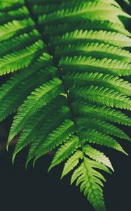 Preview wallpaper fern, leaves, green, plant