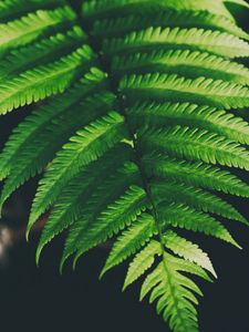 Preview wallpaper fern, leaves, green, plant