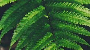 Preview wallpaper fern, leaves, green, plant