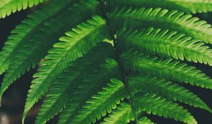 Preview wallpaper fern, leaves, green, plant