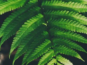 Preview wallpaper fern, leaves, green, plant