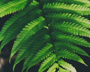 Preview wallpaper fern, leaves, green, plant