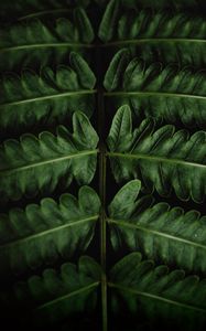 Preview wallpaper fern, leaves, green, close-up