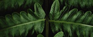 Preview wallpaper fern, leaves, green, close-up