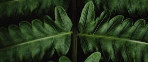 Preview wallpaper fern, leaves, green, close-up