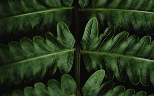 Preview wallpaper fern, leaves, green, close-up