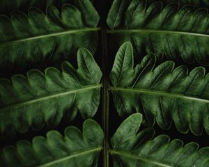 Preview wallpaper fern, leaves, green, close-up