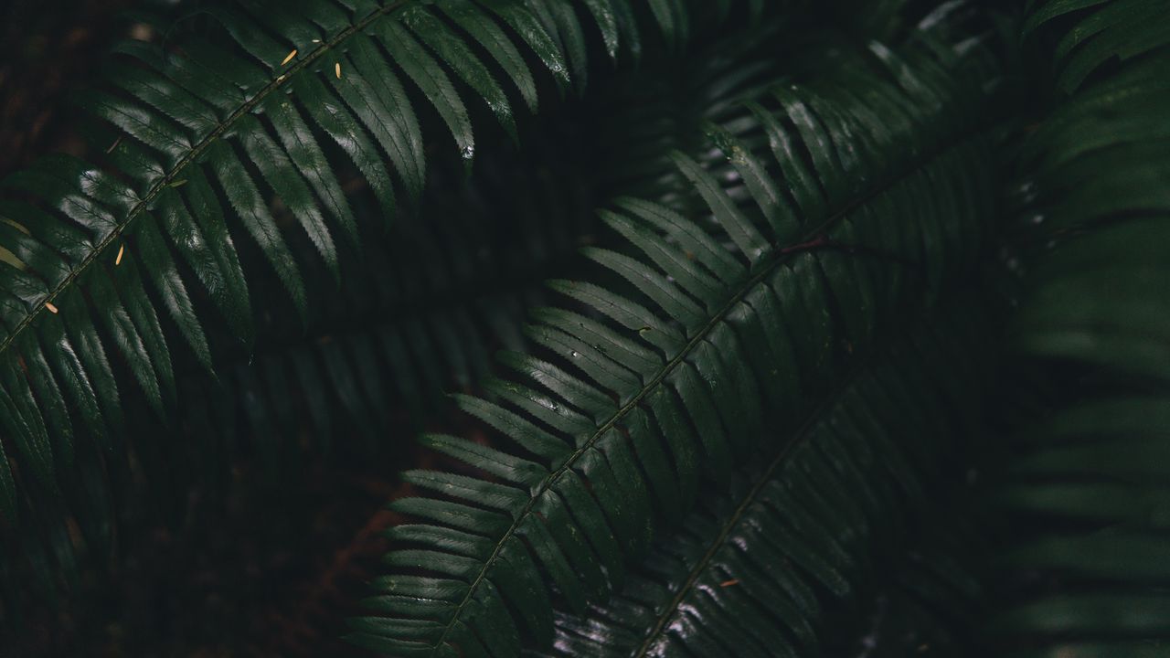 Wallpaper fern, leaves, green, plant