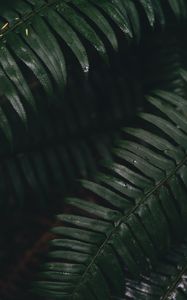 Preview wallpaper fern, leaves, green, plant