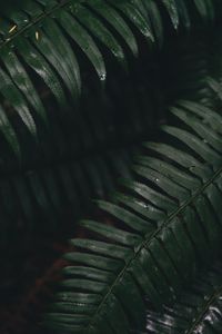 Preview wallpaper fern, leaves, green, plant