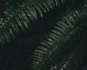 Preview wallpaper fern, leaves, green, plant