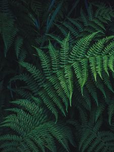 Preview wallpaper fern, leaves, green, plant, carved
