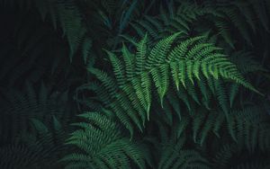 Preview wallpaper fern, leaves, green, plant, carved