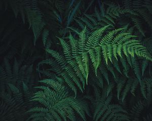 Preview wallpaper fern, leaves, green, plant, carved