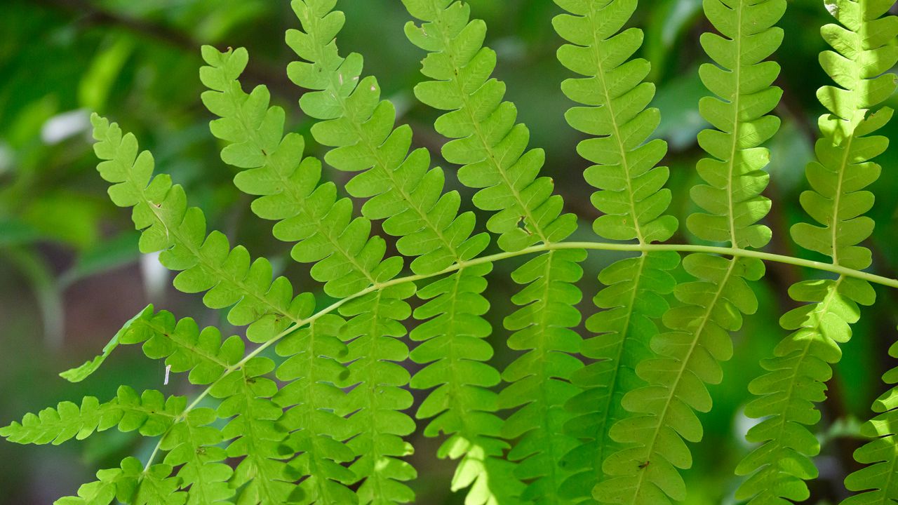 Wallpaper fern, leaves, green, blur