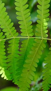 Preview wallpaper fern, leaves, green, blur