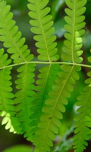 Preview wallpaper fern, leaves, green, blur