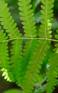 Preview wallpaper fern, leaves, green, blur