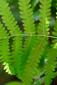 Preview wallpaper fern, leaves, green, blur