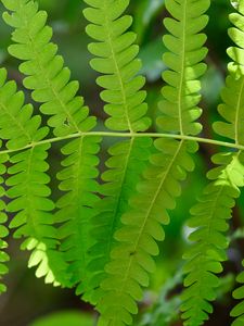 Preview wallpaper fern, leaves, green, blur