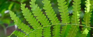 Preview wallpaper fern, leaves, green, blur